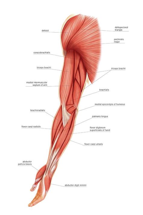 Muscles Of Upper Limb by Science Photo Library