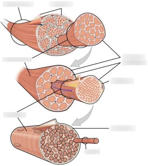 muscle tissue makeup diagram Diagram | Quizlet