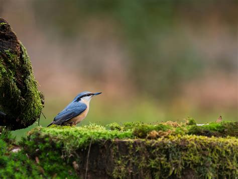 Log Shop Photos, Download The BEST Free Log Shop Stock Photos & HD Images