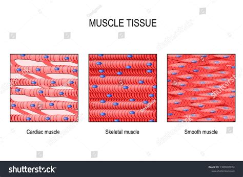 the structure of muscle tissue and its functions