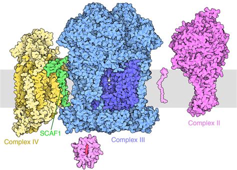 PDB-101: Molecule of the Month: Respiratory Supercomplex