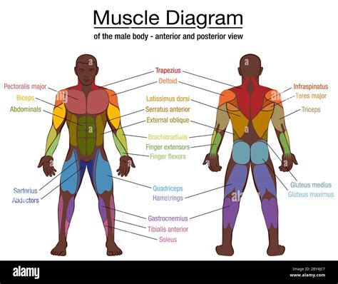 Diagram Of The Muscle