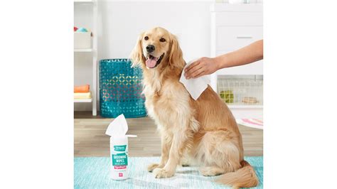 20 best pet products to buy from Chewy right now | CNN Underscored