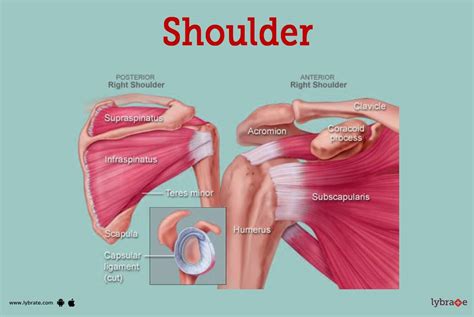 Shoulder Human Anatomy: Image, Function, Parts, and More