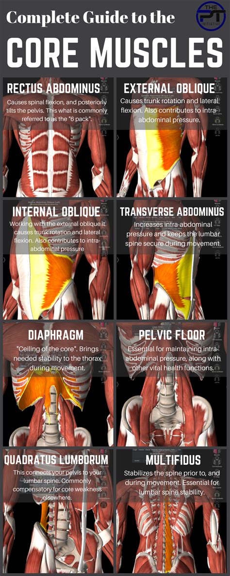 16++ Core muscles of body beginner | perfectabsworkout