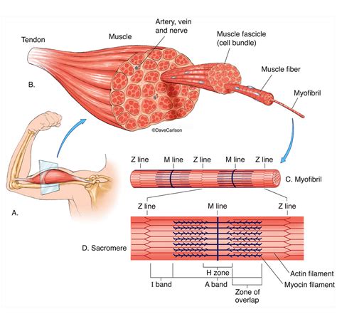 Muscle Structure | Carlson Stock Art