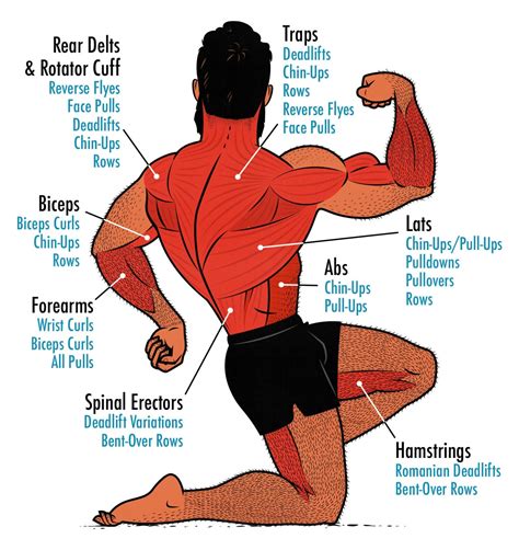 Muscle Workouts