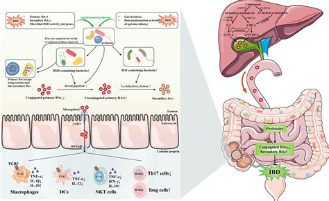 Frontiers | Regulation of gut microbiota-bile acids axis by probiotics ...