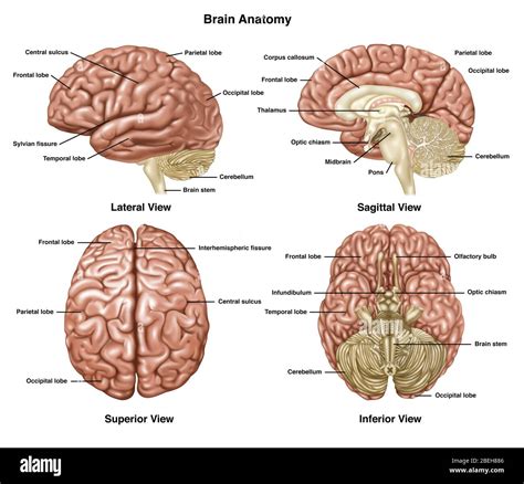 Brain Anatomy, Illustration Stock Photo - Alamy