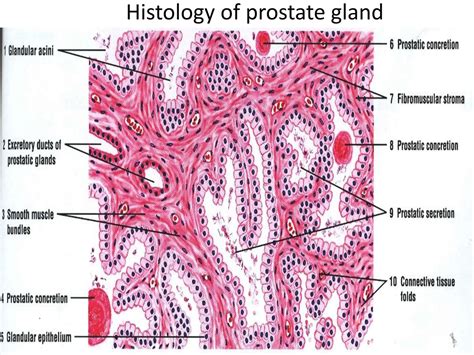Prostate gland.pptx human anatomy human anatomy | PPTX