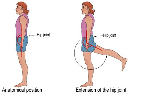Hip Extension - Mammoth Memory definition - remember meaning
