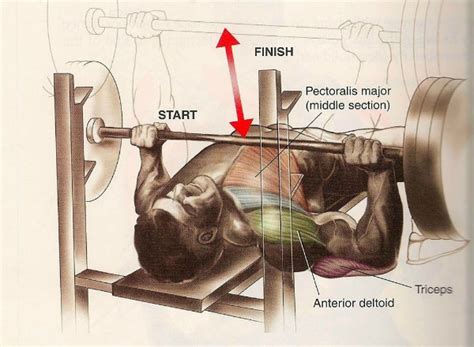 The Bench Press &amp; Deadlift Dynamic Duo - (Don't Do This) — Lee Hayward's Total Fitness Bodybuilding