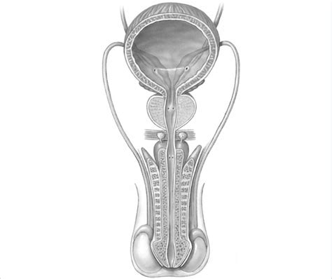 Male reproductive system 2 Diagram | Quizlet