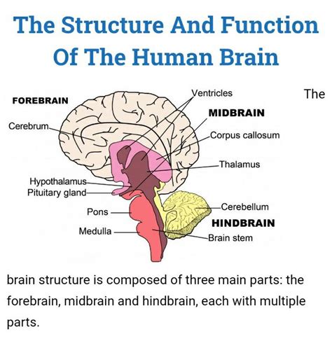 The Structure And Function Of The Human Brain The brain structure is comp..