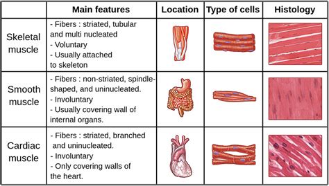 Muscle Tissue Skeletal