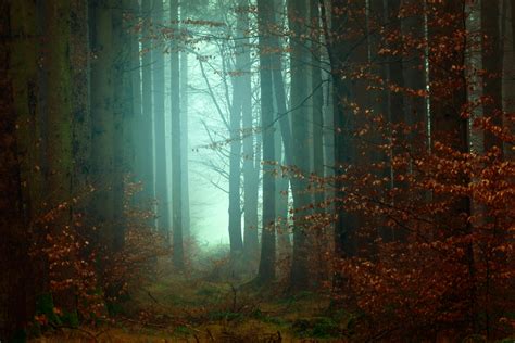 1000+ Beautiful Dark Forest Photos · Pexels · Free Stock Photos