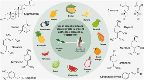 Frontiers | Essential oils and plant extracts for tropical fruits ...