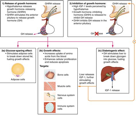 1.7 The Endocrine System – neurosciencecdn2