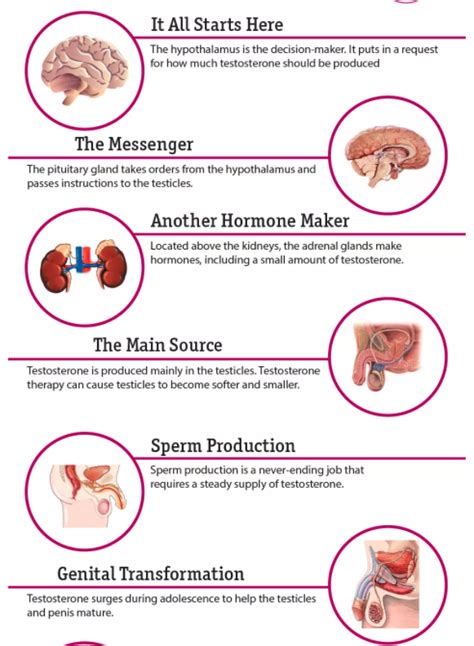 Zesttee Men's Journal: The Importance Of Testosterone