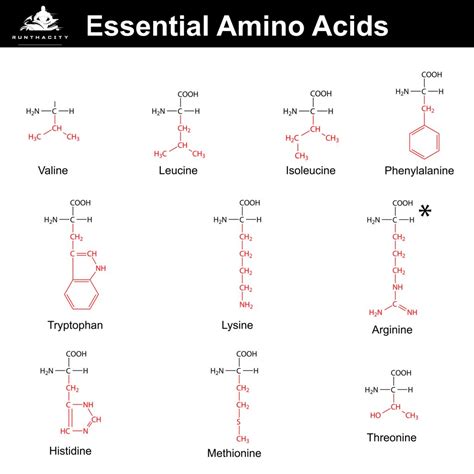 Amino Acids Guide | A Beginner's Guide To Amino Acids | RunThaCity