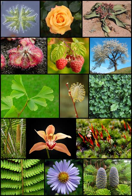 Plant - Wikipedia