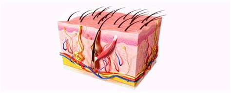 Skin (epidermis) anatomy | Healthengine Blog