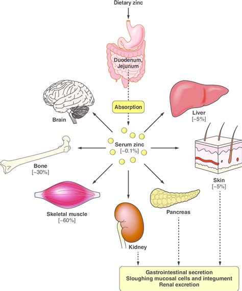 What is the specific connection between adequate dietary zinc intake and male fertility?