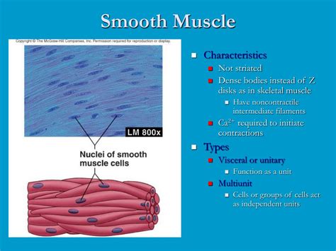 PPT - Smooth Muscle PowerPoint Presentation, free download - ID:4225076