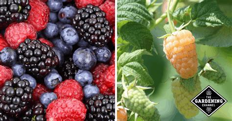 Types Of Berries