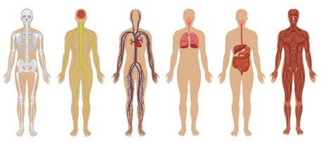 The Human Body: Anatomy, Facts &amp; Functions | Live Science