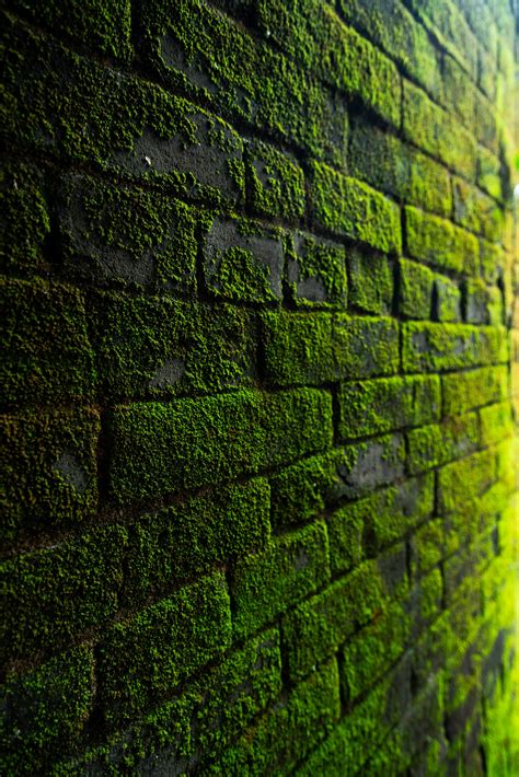 50,000+ Best Wall Photos · 100% Free Download · Pexels Stock Photos