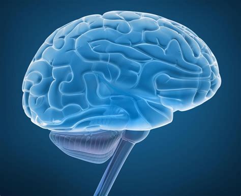 How does the Brain Work? (with pictures)
