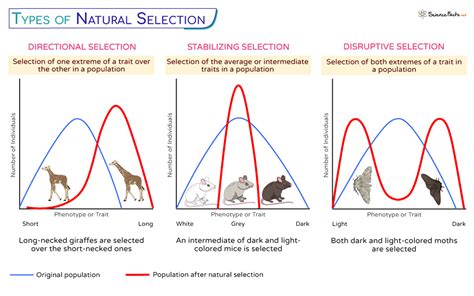 Natural Selection Definition Ap Biology at Martha Ehrlich blog