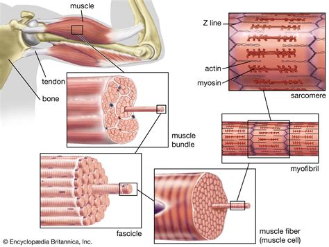 Actin | Definition &amp; Function | Britannica