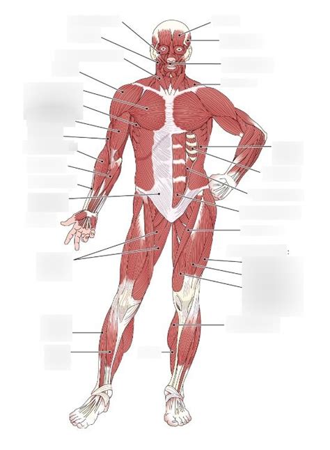 Muscle Diagram Anterior View