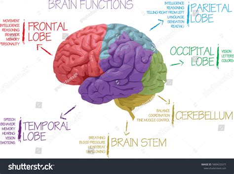 59 Anatomy of the human brain areas of the cerebral cortex anatomy of ...