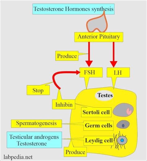 Testosterone Total and Free - Labpedia.net