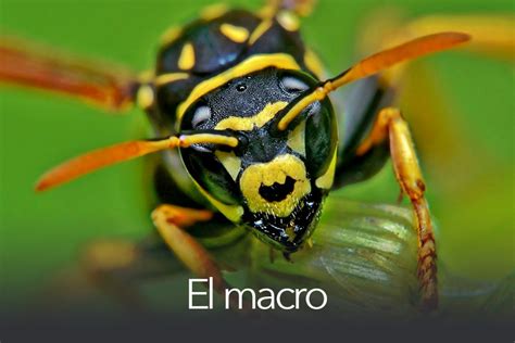 Todo sobre fotografía móvil (3): el macro