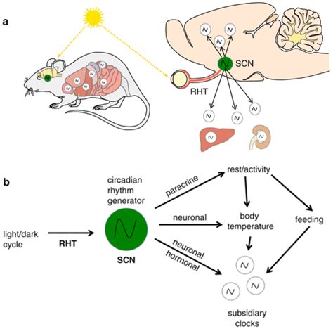 Circadian Rhythm Lighting Controls | Shelly Lighting