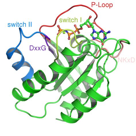 Ras (protein) - wikidoc