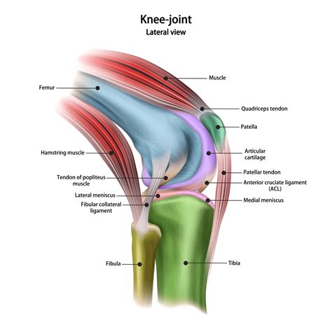 Knee Pain