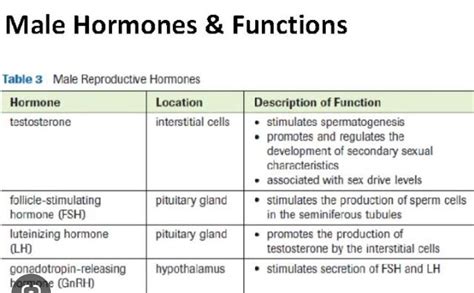 define male hormone and function - Brainly.in