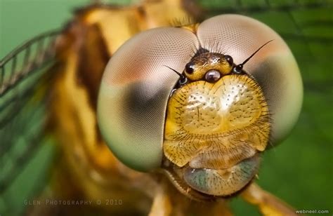 100 Award Winning Macro Photography examples for you