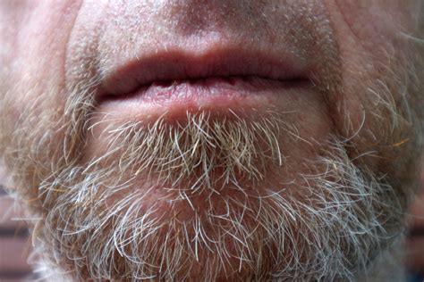 Grey Beard Free Stock Photo - Public Domain Pictures