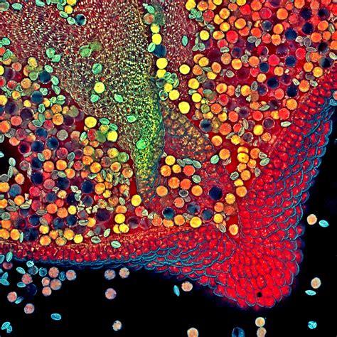 Microscopic Images