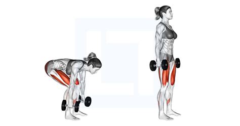 Dumbbell Single Leg Glute Bridge - Guide, Benefits, and Form