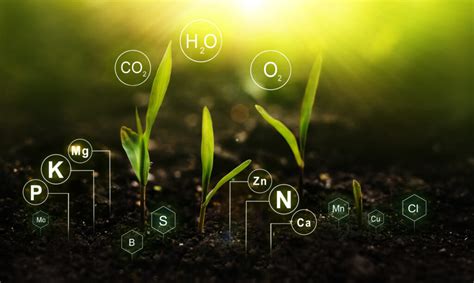 Plant nutrition