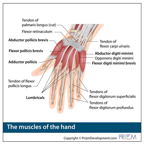Hand Anatomy | University Orthopedics