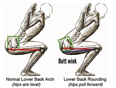 What is the stretch reflex in squatting? (Part 2) — Physiotherabeat