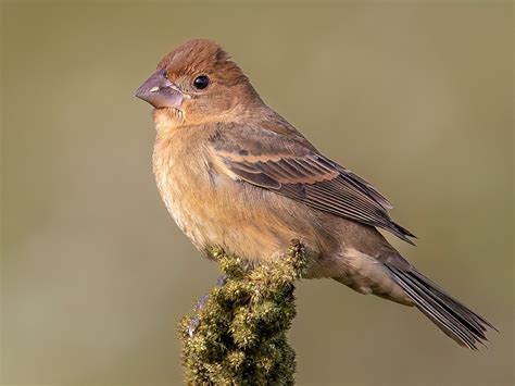 Online bird guide, bird ID help, life history, bird sounds from Cornell All About Birds